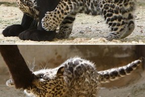 易游体育平台-关于超级联赛总决赛：约旦豹队大胜以色列勇士队的信息