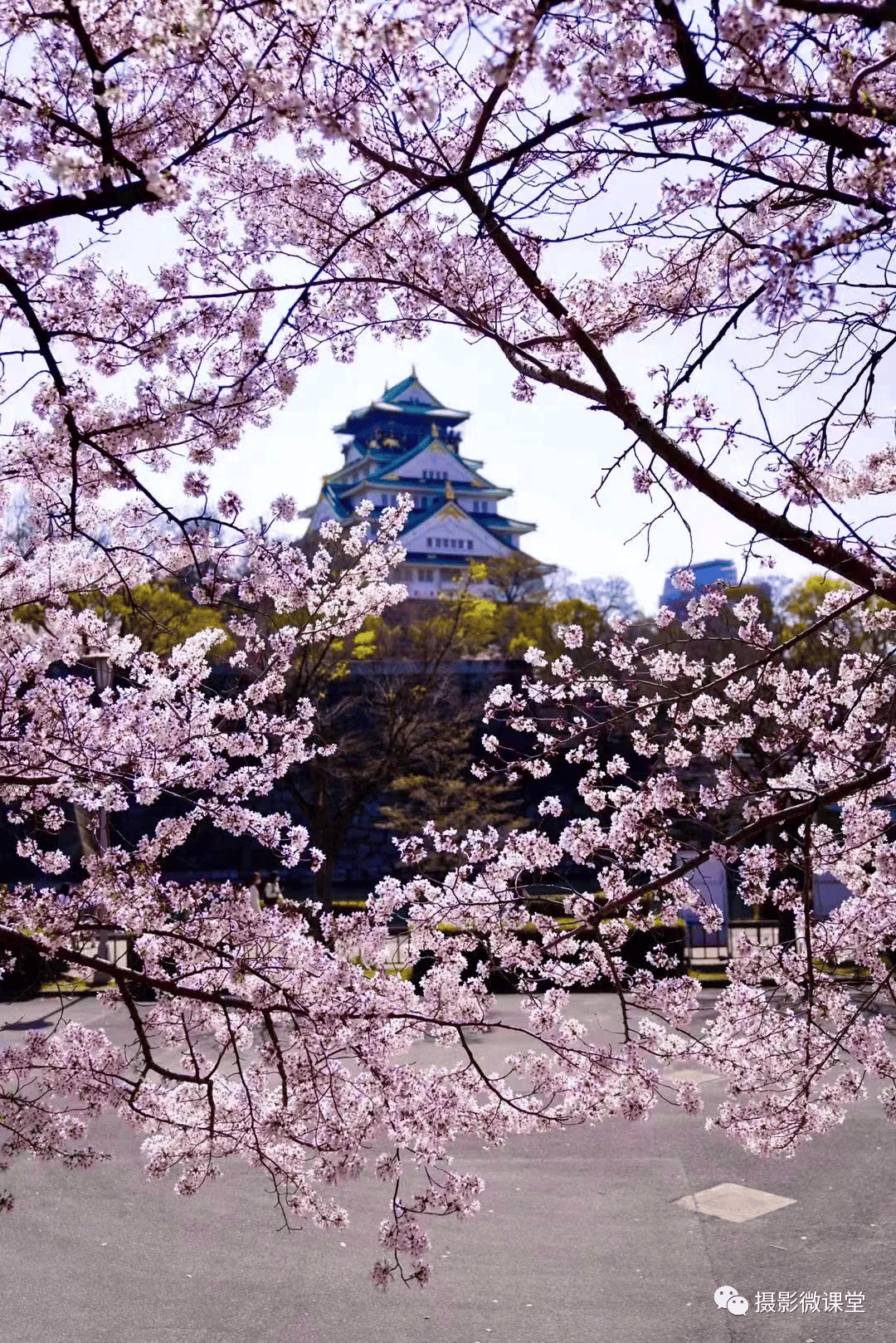 大阪樱花在亚冠中表现出色，备受瞩目的简单介绍